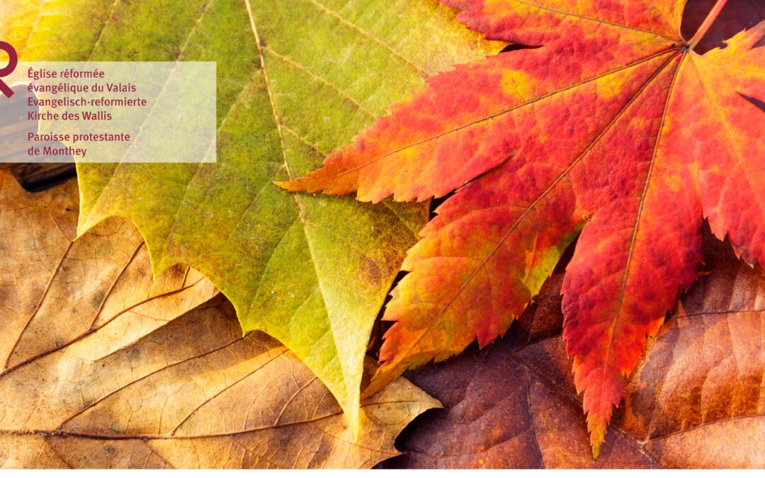 Paroisse Infos – novembre 2026